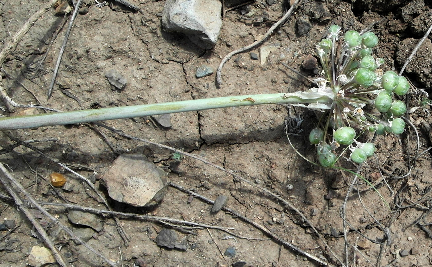 Image of Allium tulipifolium specimen.