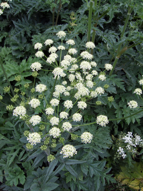 Image of genus Heracleum specimen.