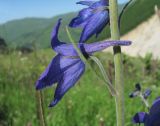 Delphinium flexuosum. Цветок (вид сбоку). Кабардино-Балкария, Эльбрусский р-н, долина р. Каяртысу, ок. 2100 м н.у.м., субальпийский луг. 02.07.2019.