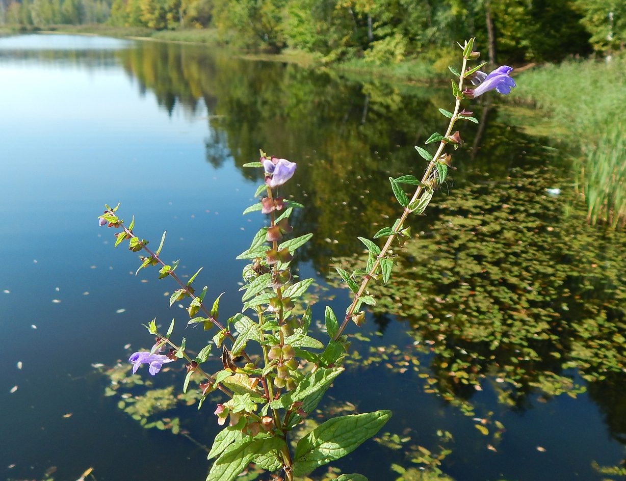 Image of Scutellaria galericulata specimen.