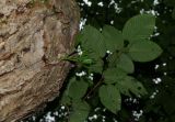 Viscum coloratum. Молодое растение на стволе Tilia (на заднем плане ветвь Carpinus cordata). Приморский край, о. Попова, широколиственный лес. 11.08.2019.