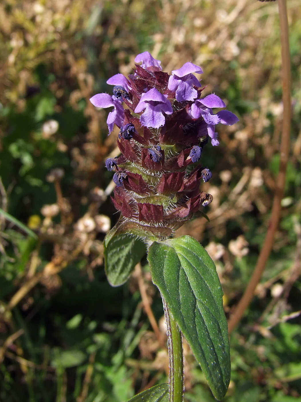 Image of Prunella vulgaris specimen.