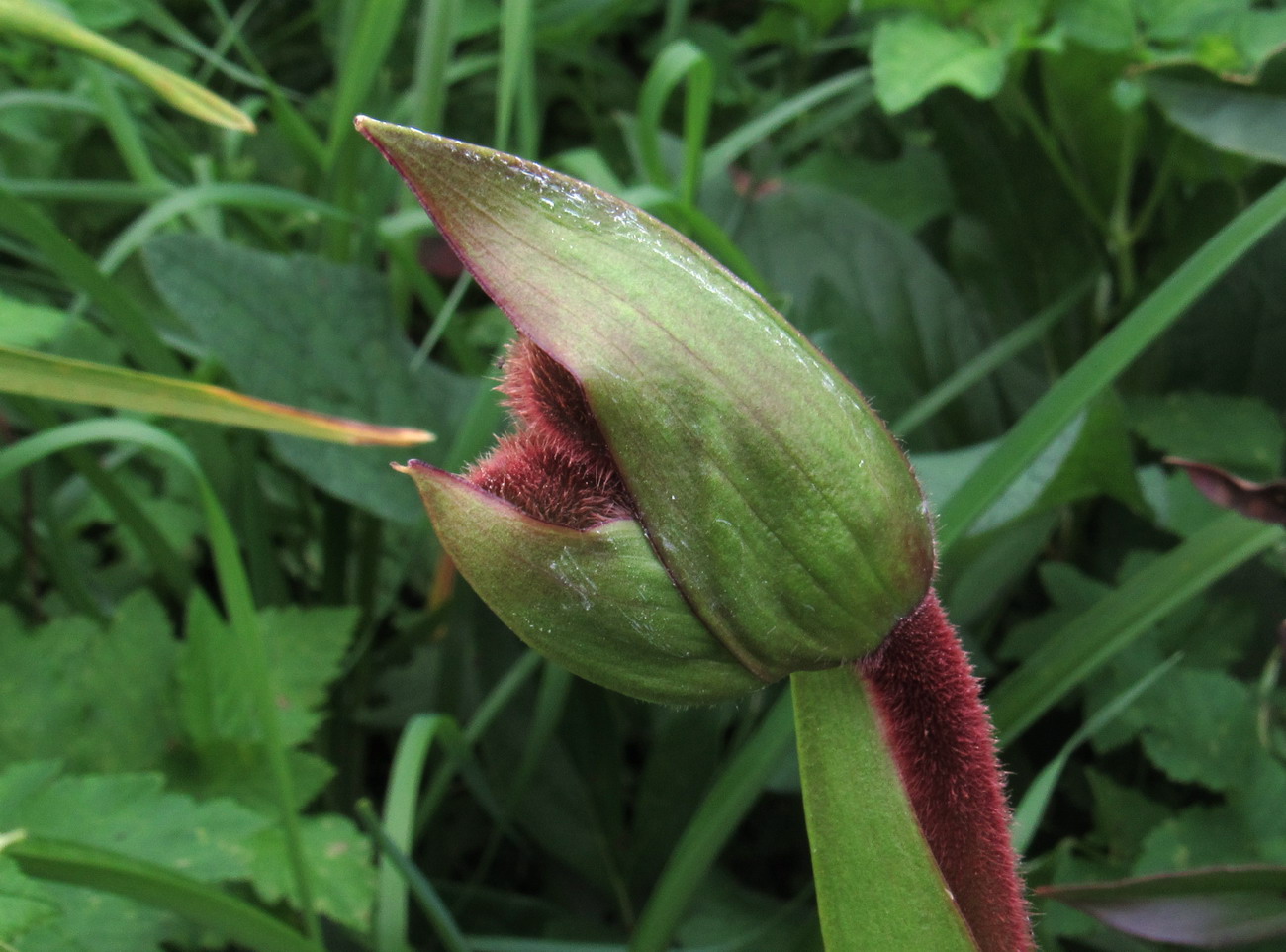 Изображение особи Phragmipedium kovachii.