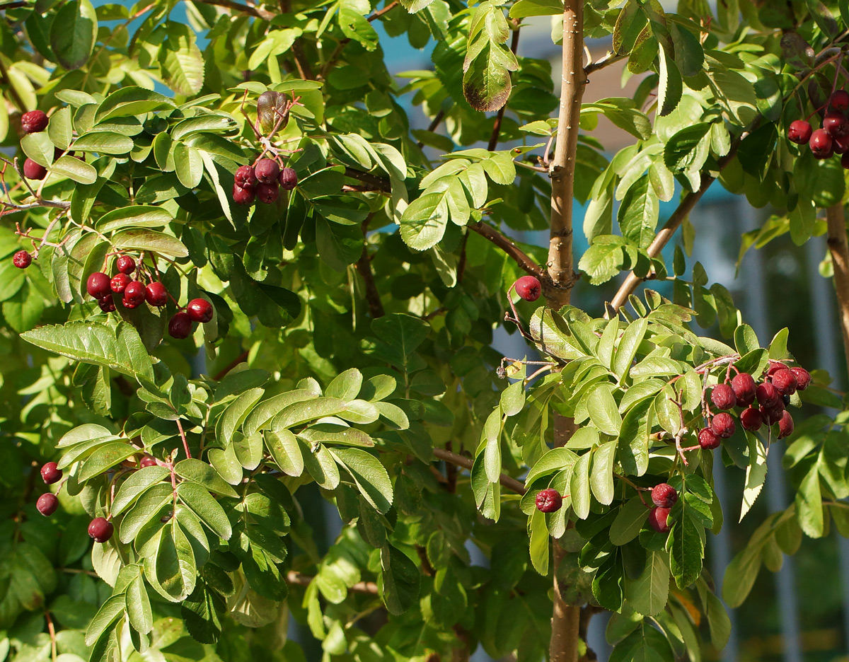 Image of &times; Crataegosorbus miczurinii specimen.