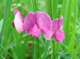 Lathyrus sylvestris. Цветки. Самара, Ботанический сад СамГУ, луг. 05.08.2008.