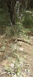 Campanula rapunculus. Цветущее растение. Израиль, светлый кипарисово-сосновый лес. Конец марта.