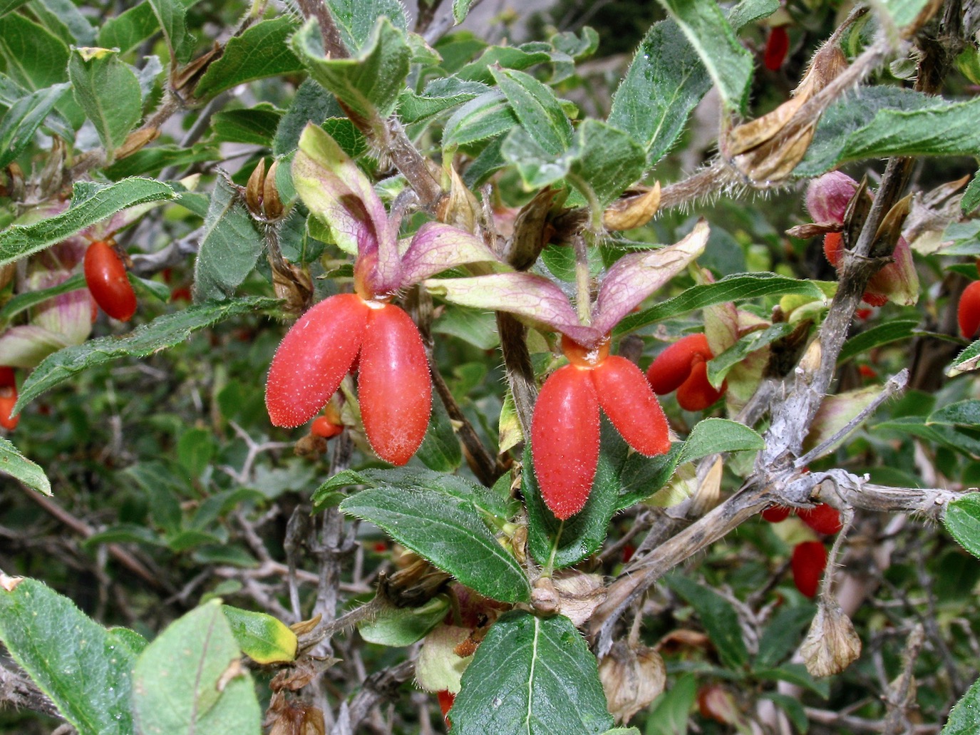 Image of Lonicera hispida specimen.