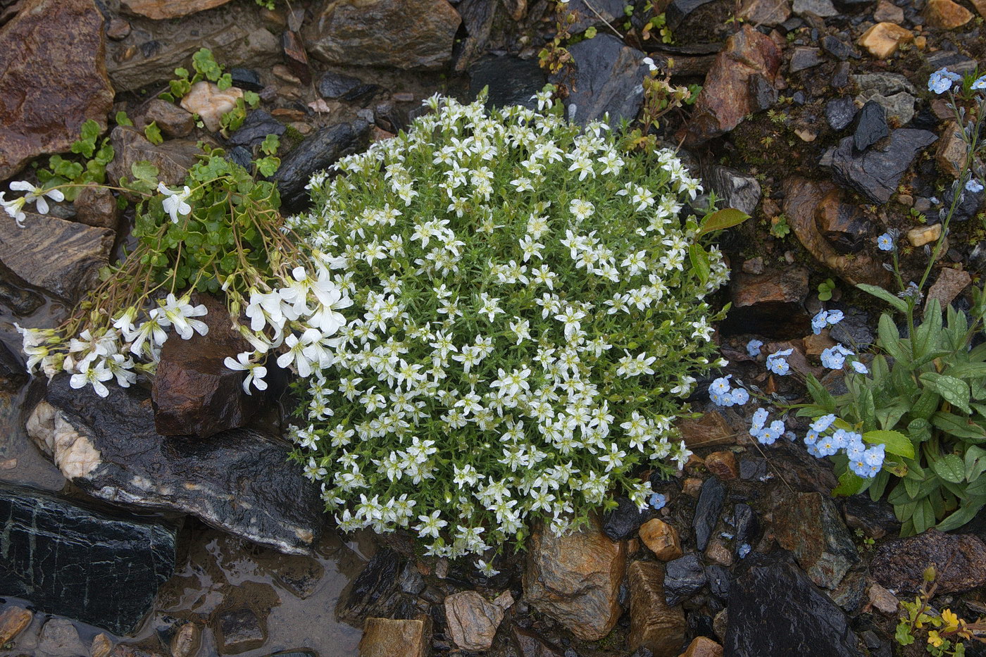 Image of Minuartia inamoena specimen.