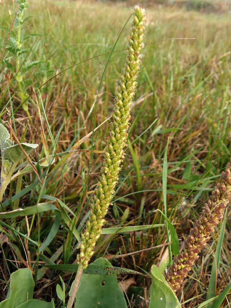 Image of Plantago major specimen.