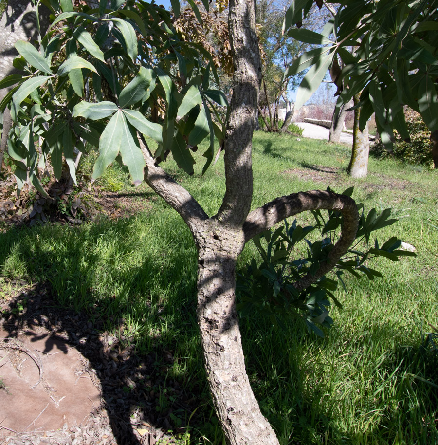 Image of Cussonia paniculata specimen.