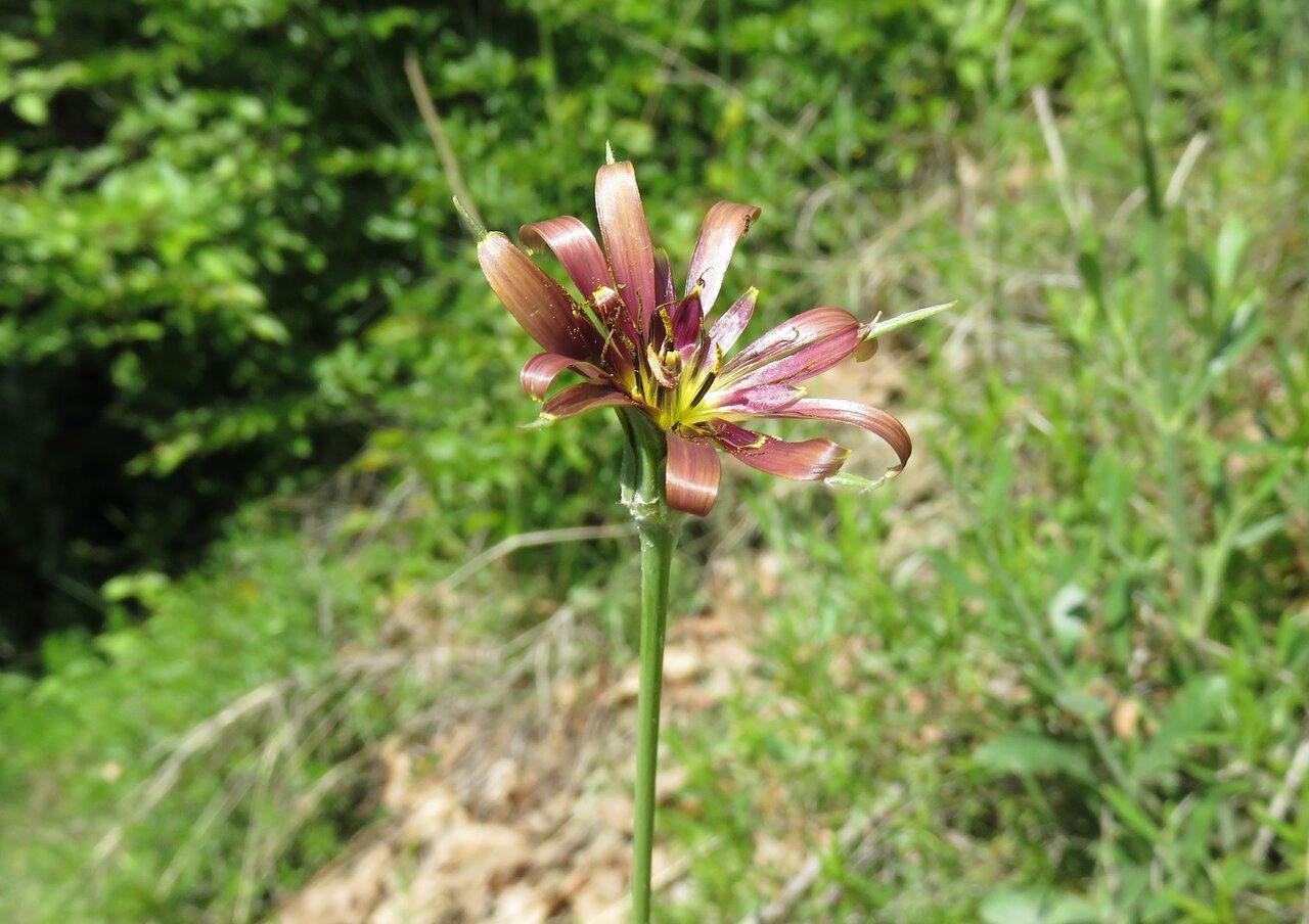 Image of Tragopogon balcanicus specimen.