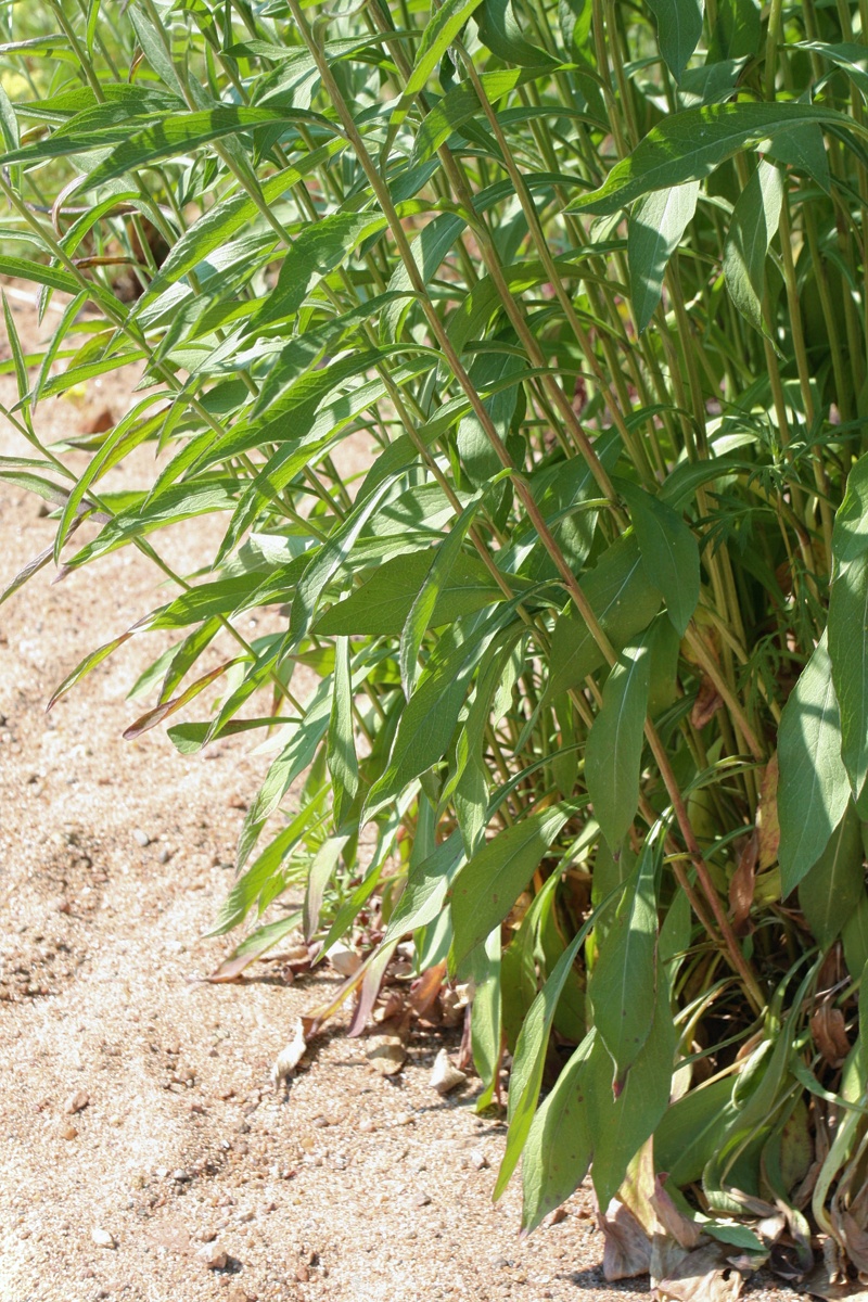 Image of Centaurea jacea specimen.