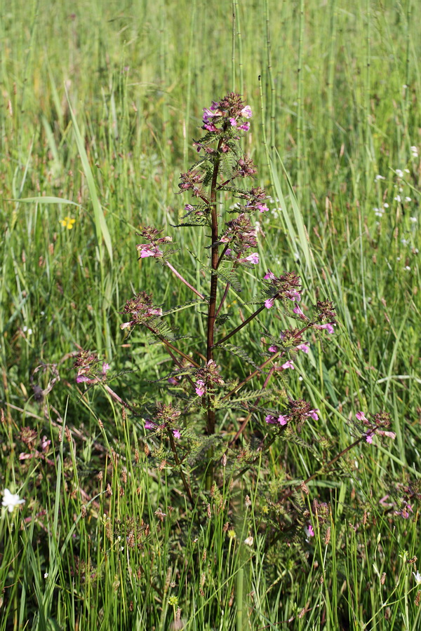 Изображение особи Pedicularis palustris.