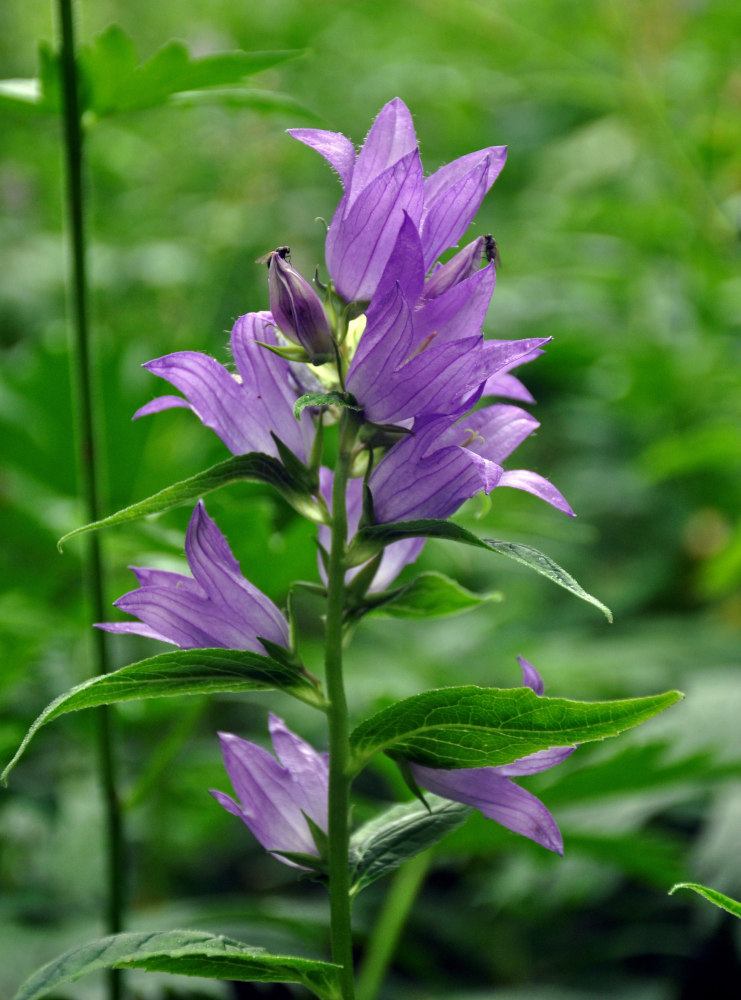 Image of Campanula latifolia specimen.