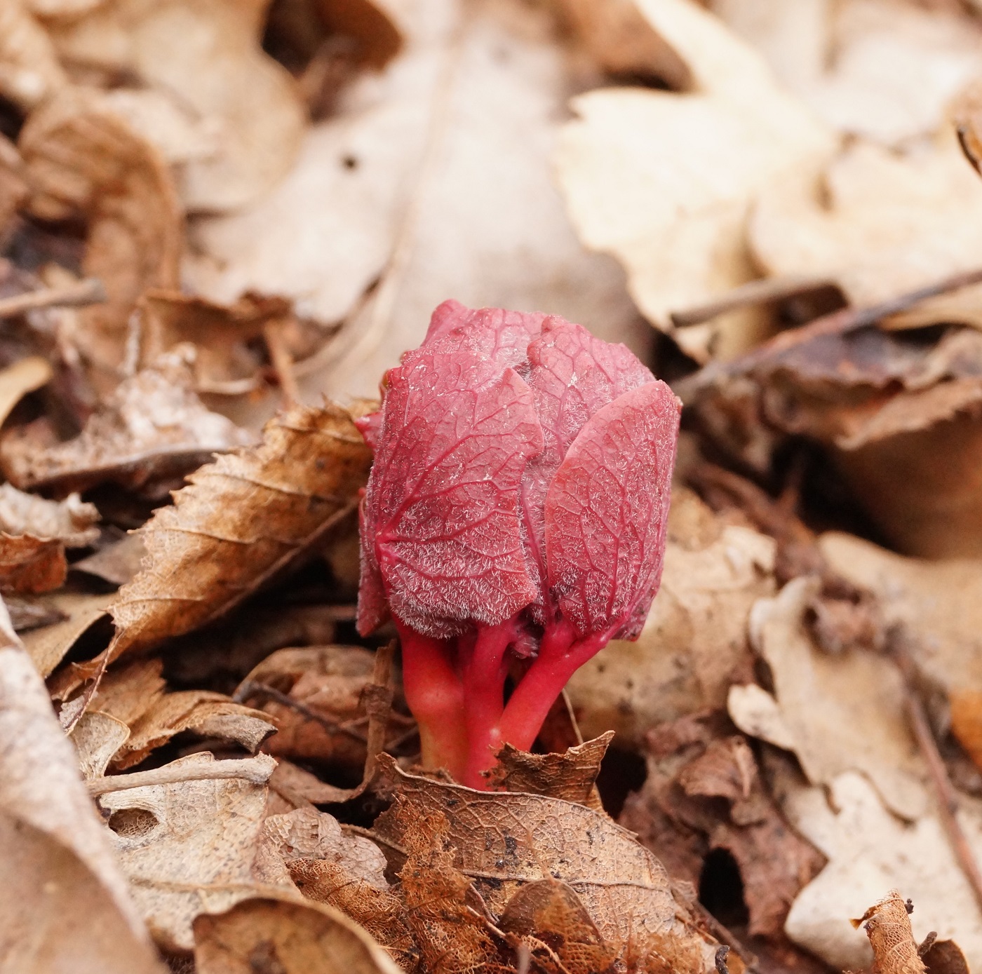 Изображение особи Paeonia daurica.