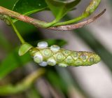 Anthurium scandens