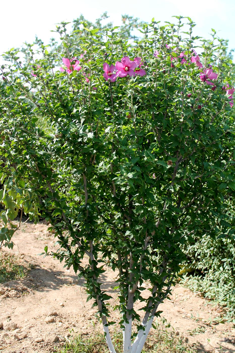 Изображение особи Hibiscus syriacus.