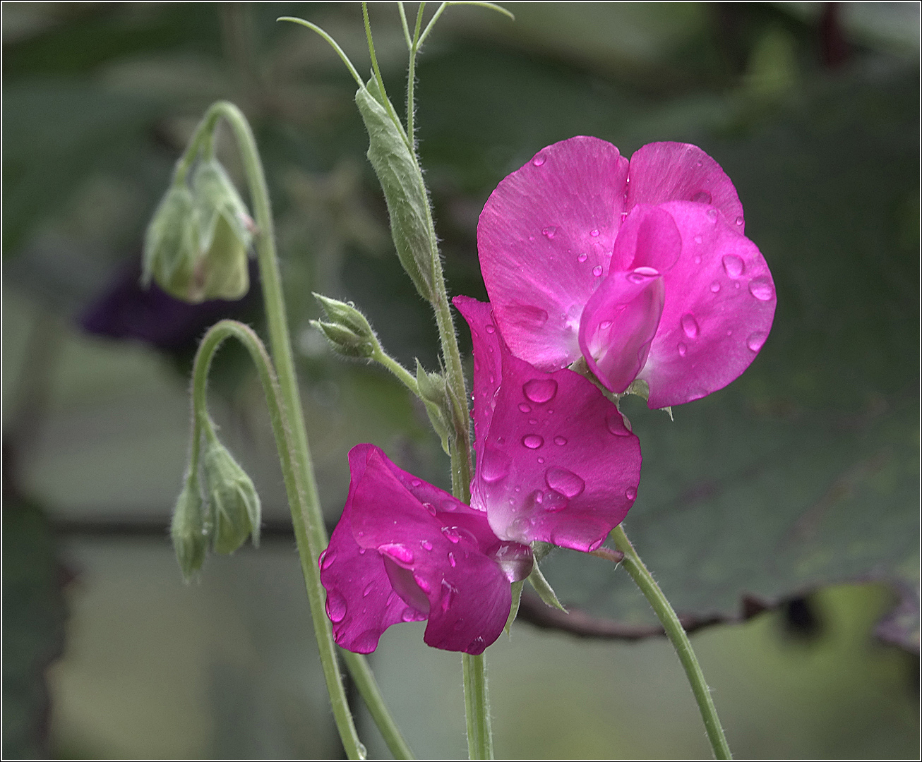 Image of Lathyrus odoratus specimen.