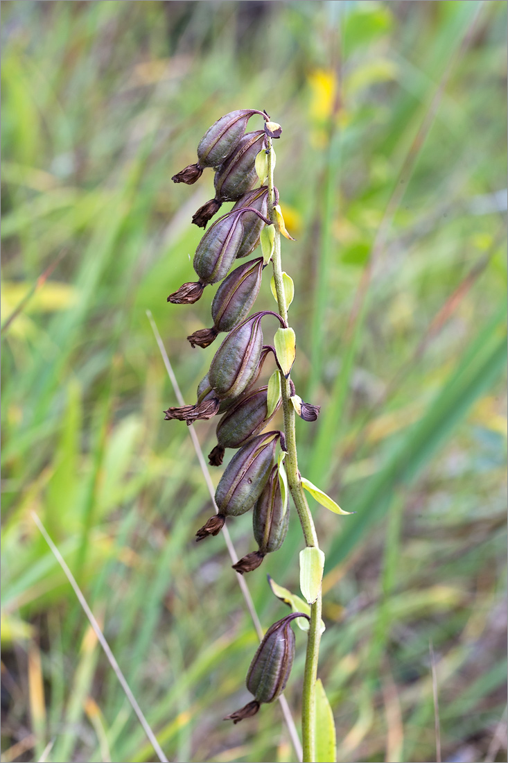 Изображение особи Epipactis palustris.