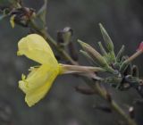 род Oenothera