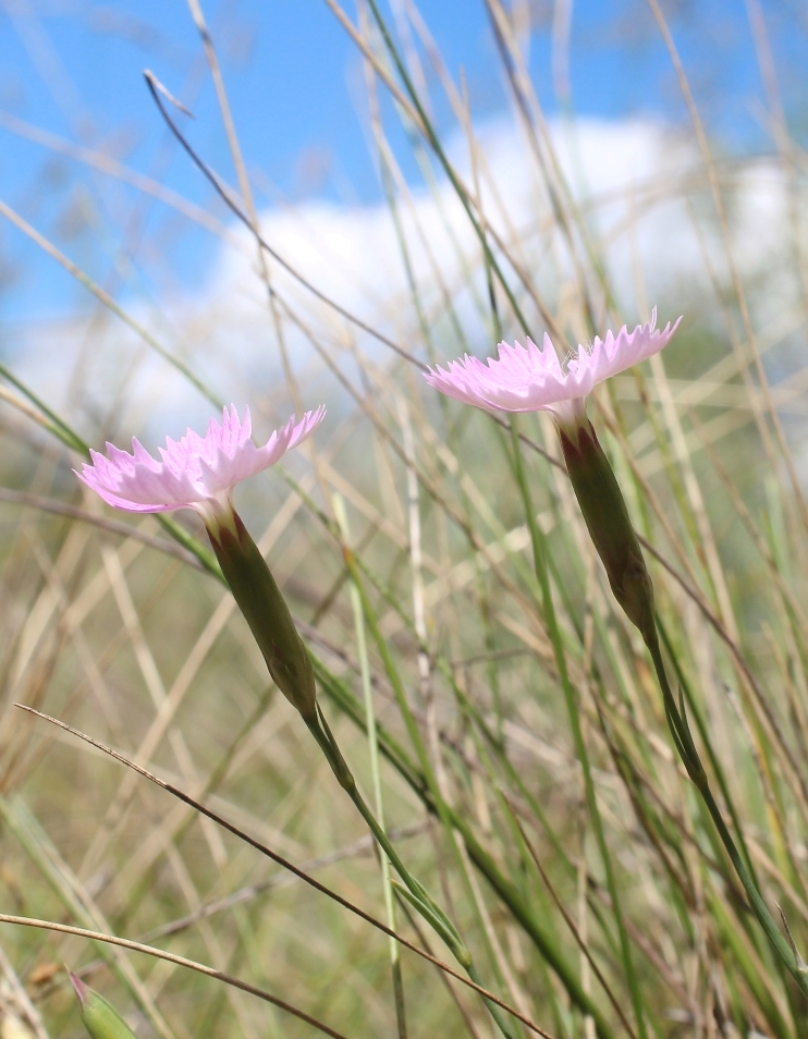 Изображение особи Dianthus campestris.