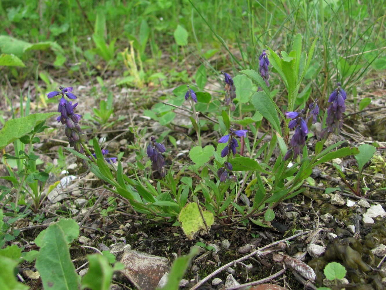 Изображение особи Polygala alpicola.