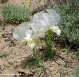 Iris camillae. Цветущее растение. Азербайджан, Таузский р-н, овраги в долине р. Таузчай. 17.04.2010.