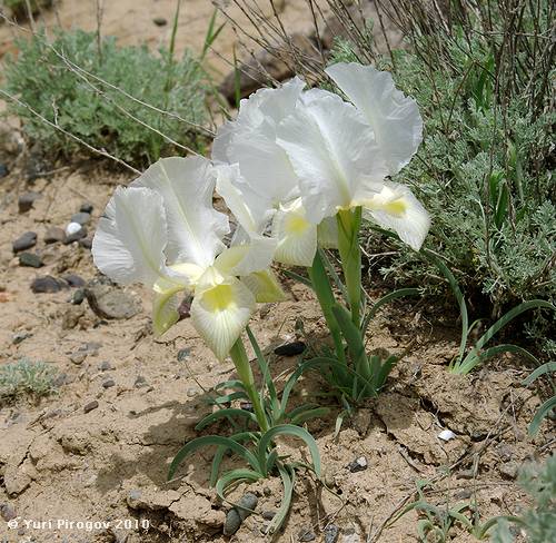 Изображение особи Iris camillae.