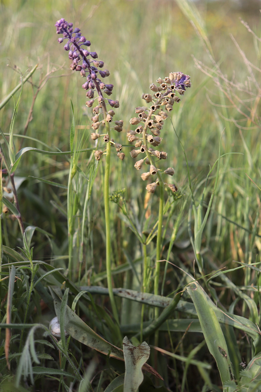 Image of Leopoldia comosa specimen.