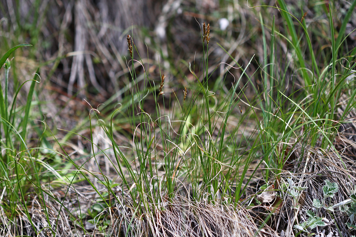 Изображение особи Kobresia filifolia.