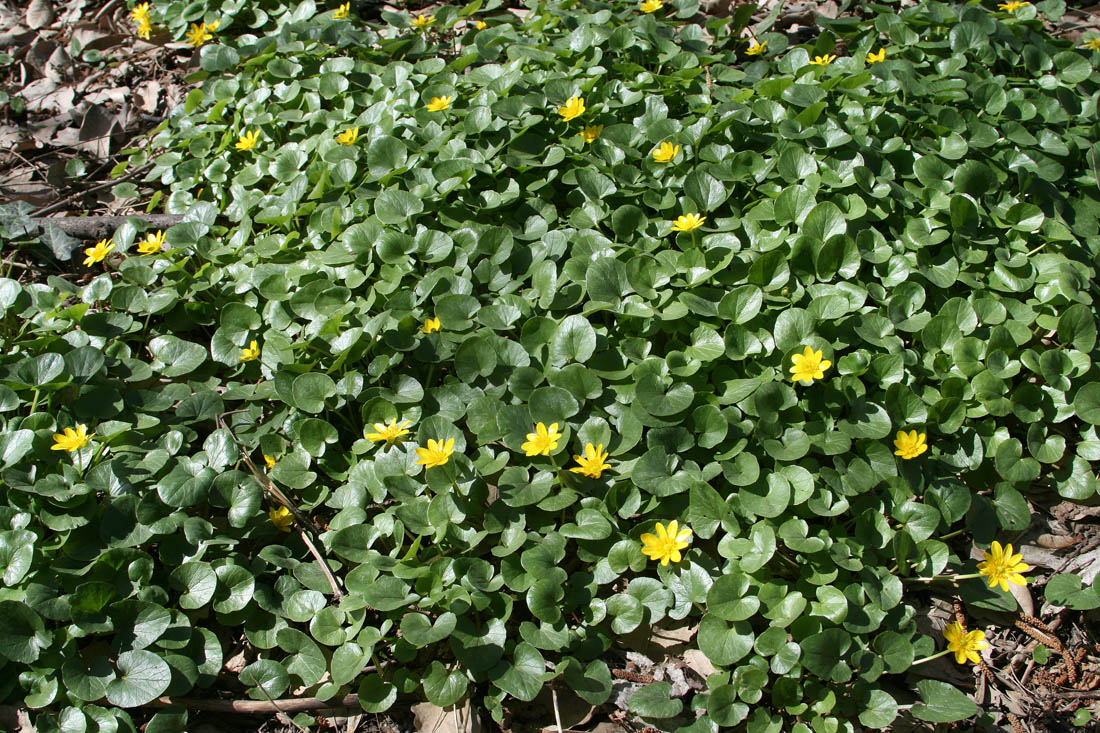 Image of Ficaria verna specimen.