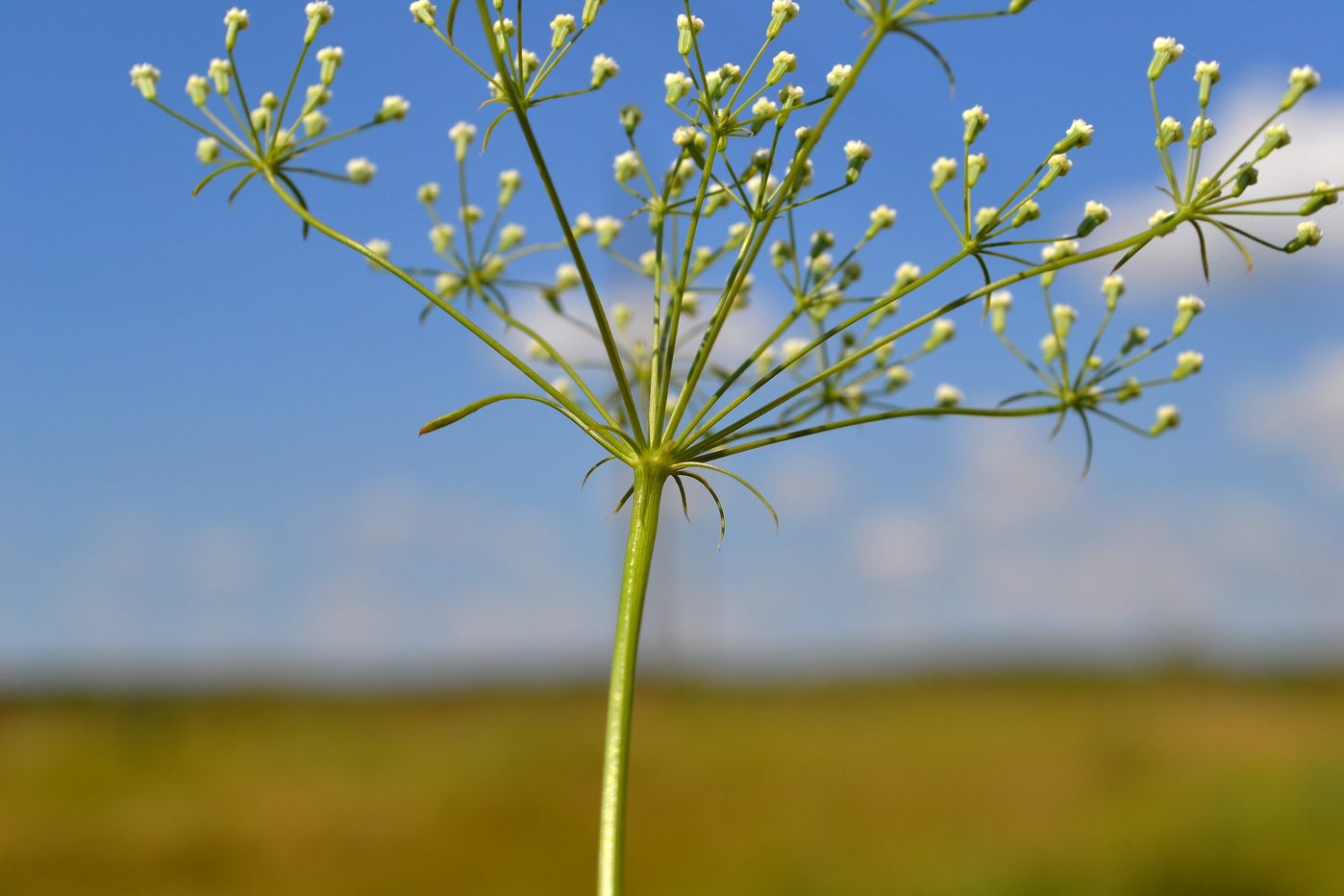 Изображение особи Falcaria vulgaris.