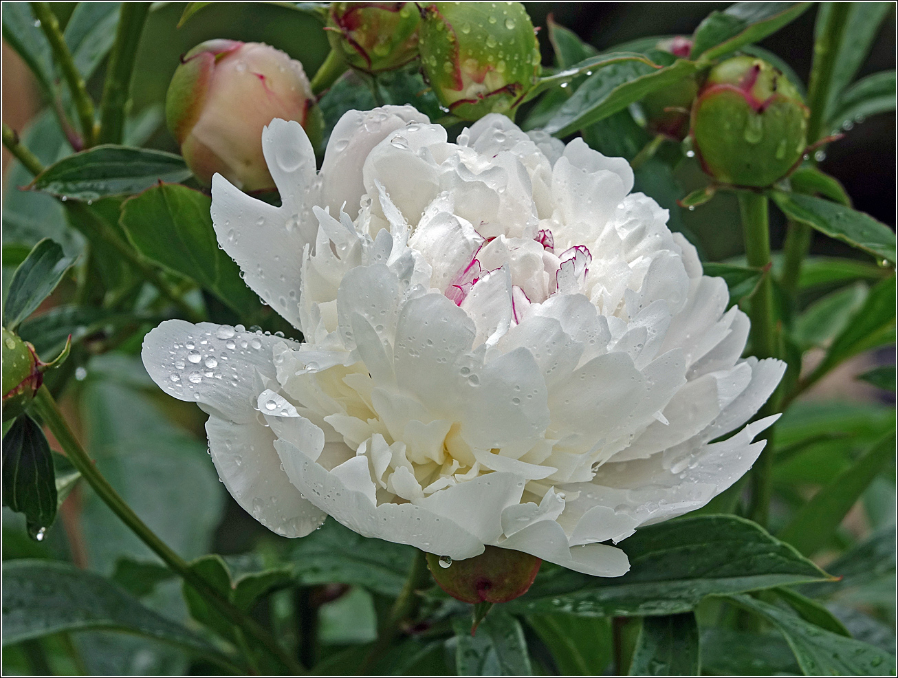 Изображение особи Paeonia lactiflora.