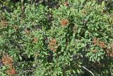 Spiraea hypericifolia