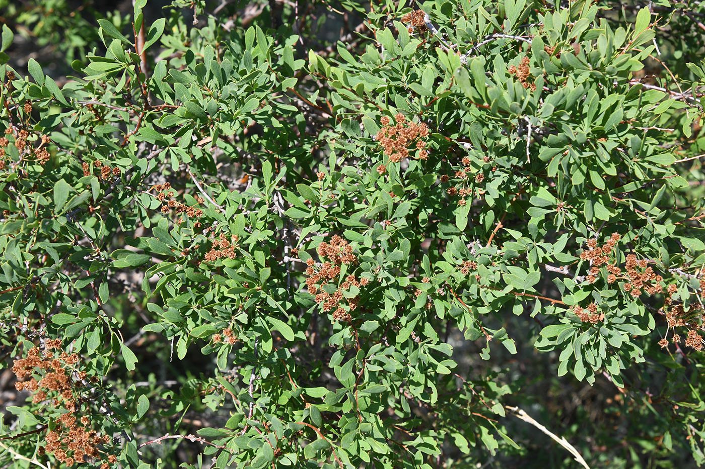 Image of Spiraea hypericifolia specimen.