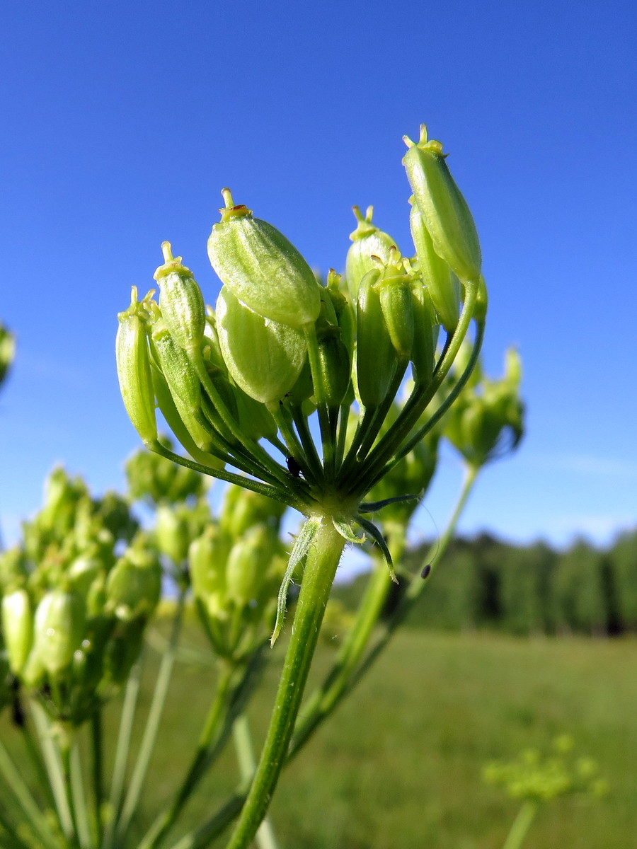 Image of Heracleum sibiricum specimen.