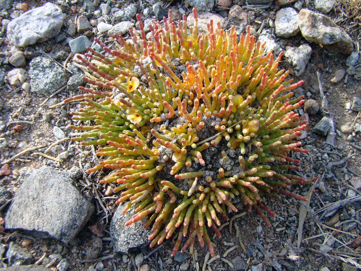 Image of Anabasis tianschanica specimen.