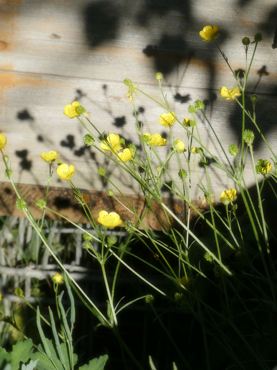 Image of Ranunculus polyanthemos specimen.