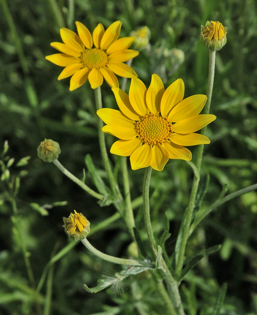 Image of Eriophyllum lanatum specimen.