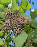 Mallotus japonicus. Соплодие со вскрывшимися плодами и листья. Абхазия, г. Сухум, Сухумский ботанический сад. 25.09.2022.