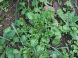 genus Cardamine