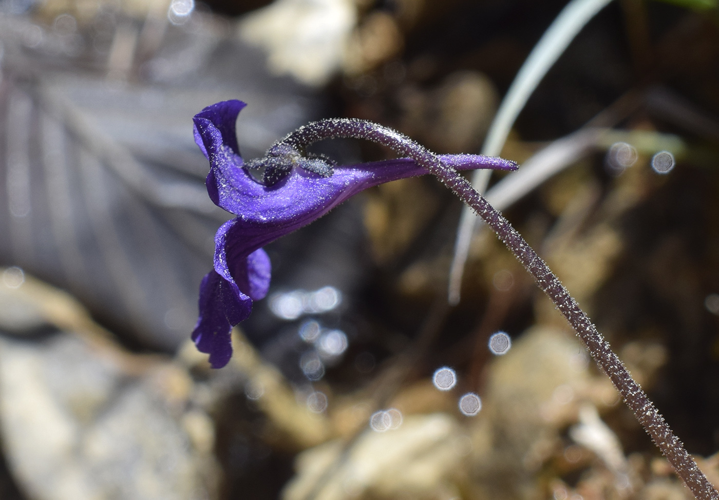 Изображение особи Pinguicula vulgaris.