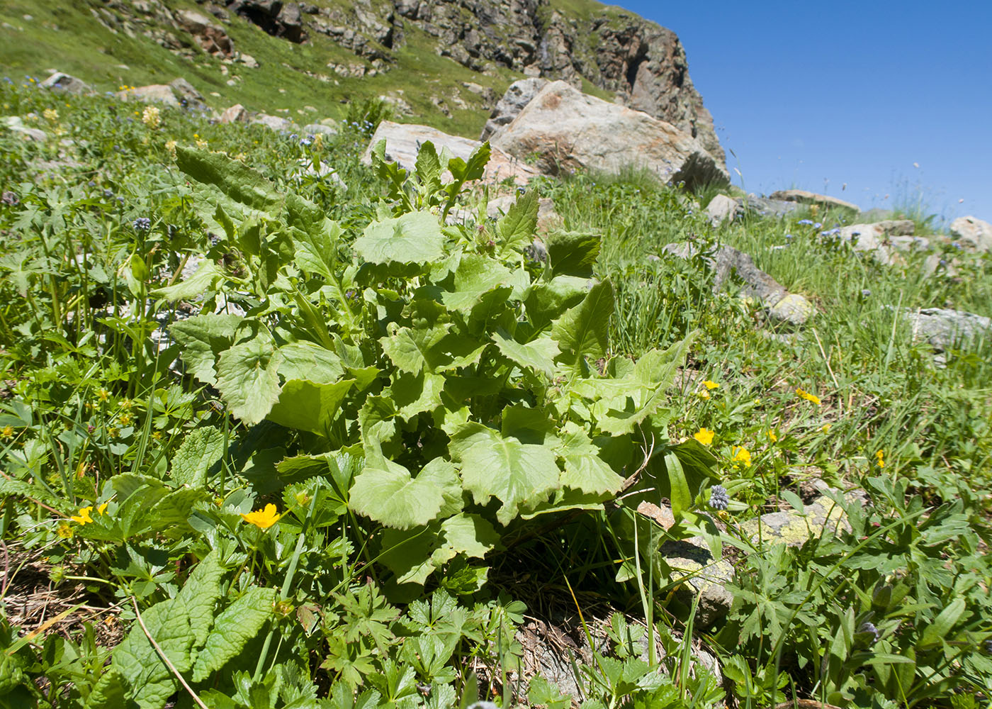 Изображение особи Senecio taraxacifolius.