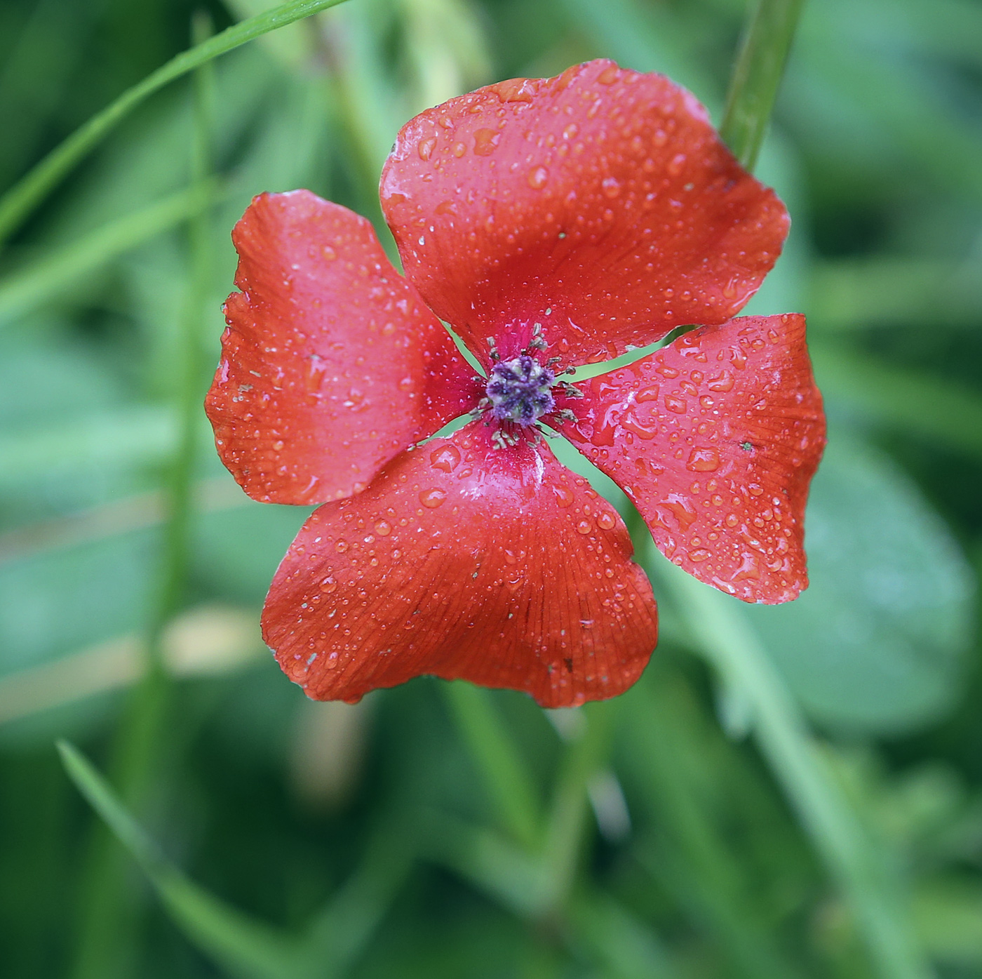 Image of Papaver rhoeas specimen.