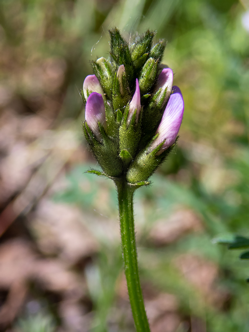 Изображение особи Astragalus danicus.