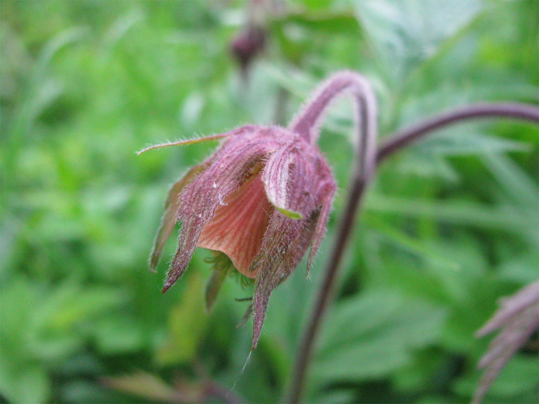 Image of Geum rivale specimen.