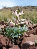 Corydalis schanginii. Цветущее растение. Казахстан, Чу-Илийские горы, пер. Кордай, осыпь на склоне западной экспозиции. 29 марта 2023 г.