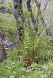 genus Dryopteris. Растение с разворачивающимися вайями. Испания, автономное сообщество Каталония, провинция Жирона, комарка Рипольес, муниципалитет Сеткасес, окр. н.п. Сеткасес, ≈1350 м н.у.м., пойма ручья Валь-Льобре, в подлеске прируслового лиственного леса. 14.05.2023.