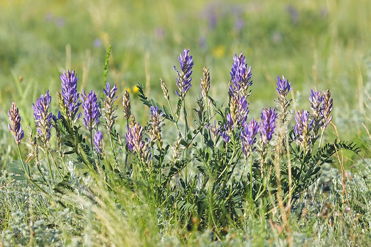 Изображение особи Astragalus adsurgens.