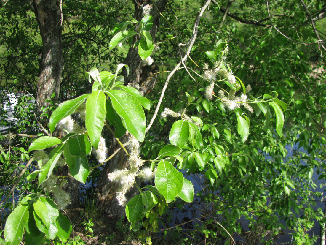 Image of Salix caprea specimen.